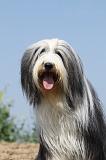 BEARDED COLLIE 192